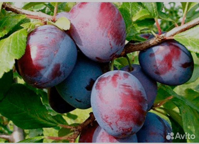 Слива и Черешня (отличные черенки для прививки) купить в Москве ...