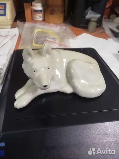 Волк, Рига, 50годы