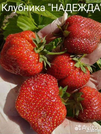 Рассада клубники Надежда советский сорт