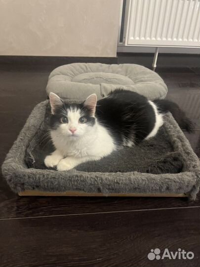 Котенок в добрые руки