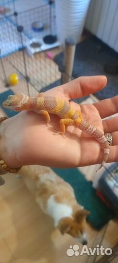 Геккон эублефар