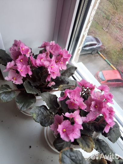 Фиалки сенполии