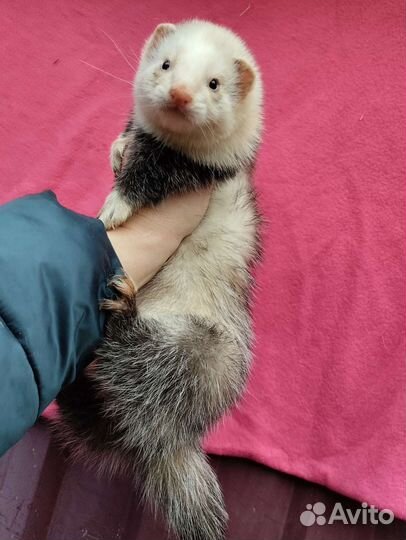 Хорек. Эксклюзив. Экзот. Доставка