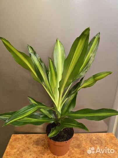 Драцена Цинто