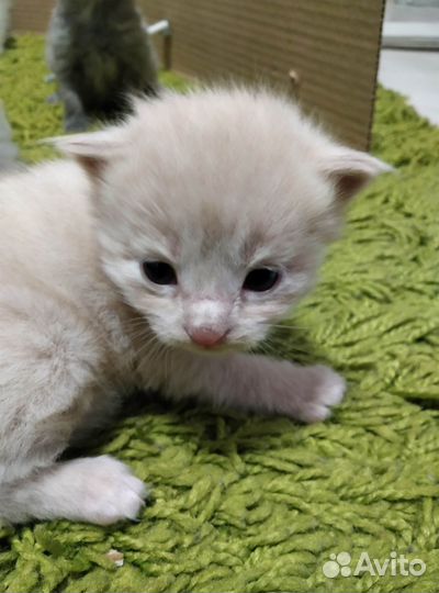 Котята мейн-кун. Метис