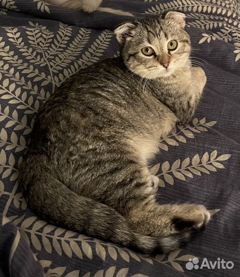 Шотланская кошечка котенок