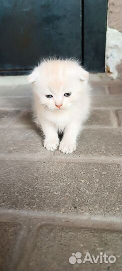 Готовы к продаже шотландские котята