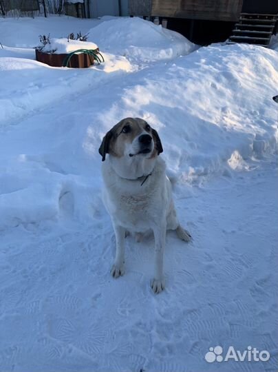 Собака в добрые руки