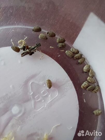 Аннамские палочники (Medauroidea extradentata)