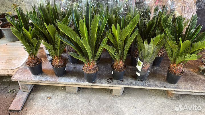 Саговник (цикас)