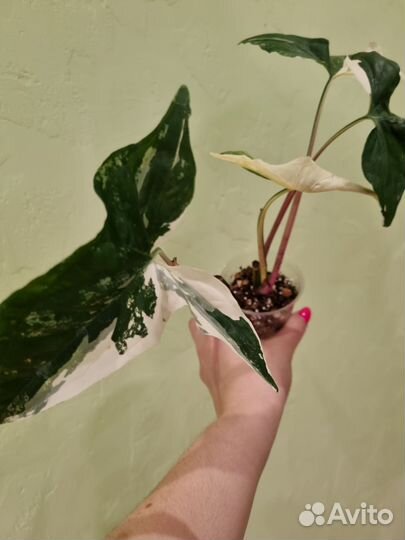 Сингониум империал вайт