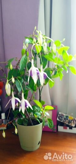 Фуксия голубой ангел