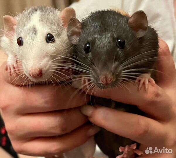 Крыса дамбо с клеткой