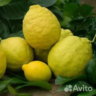 Лимон - (Пандероза) - саженцы объявление продам