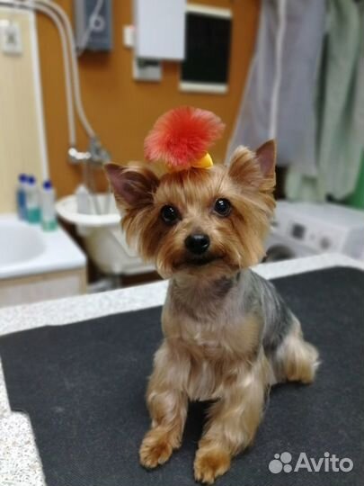 Салон для собак 