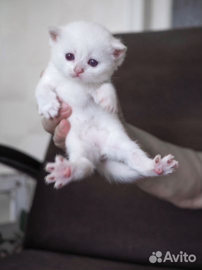 Британские котята серебристая шиншилла ns1133