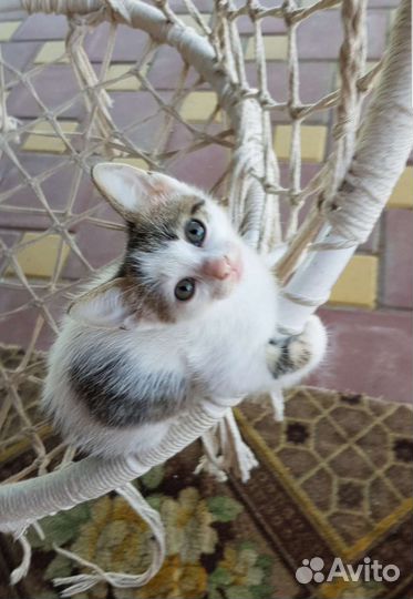 Кошки в добрые руки бесплатно