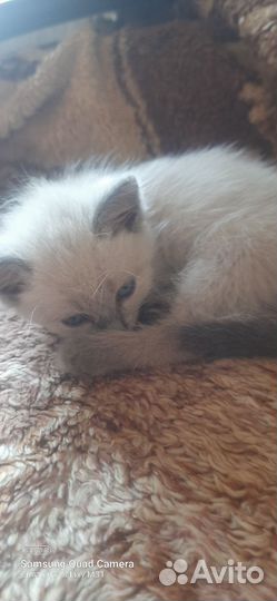 Котенок