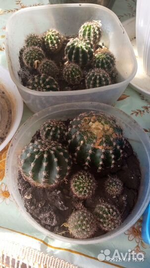 Маленькие кактусы