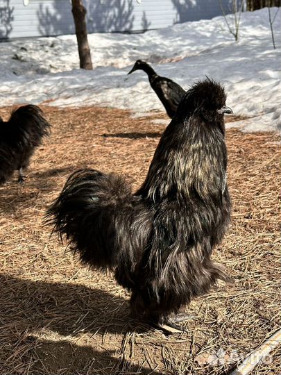 Петух Китайский шелковый