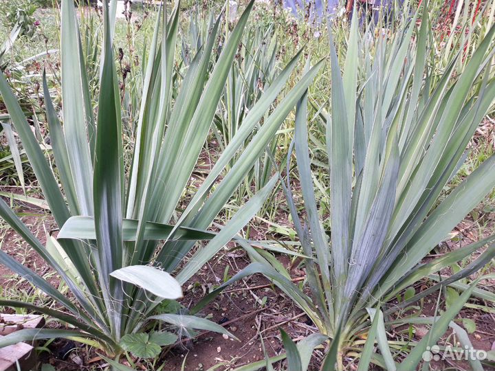 Юкка нитчатая