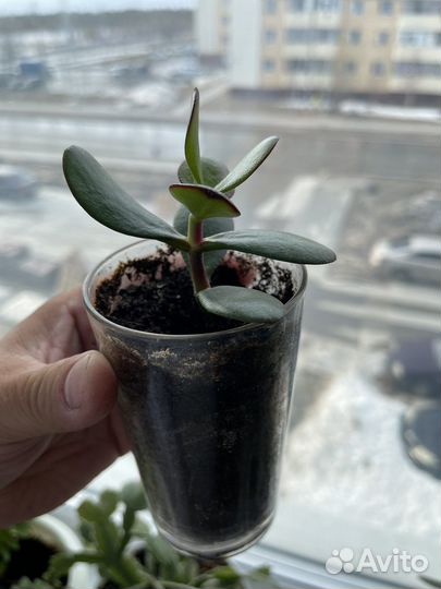 Толстянка (денежное дерево)