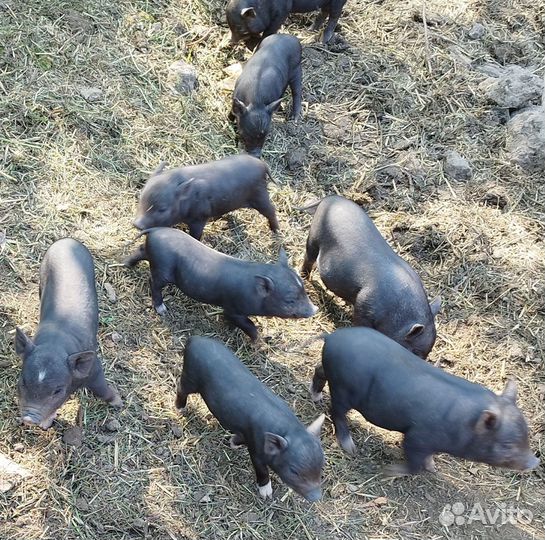 Вьетнамские вислобрюхие поросята