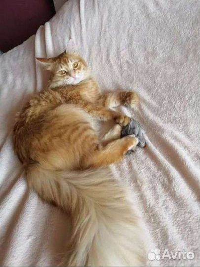 Рыженький котик бесплатно