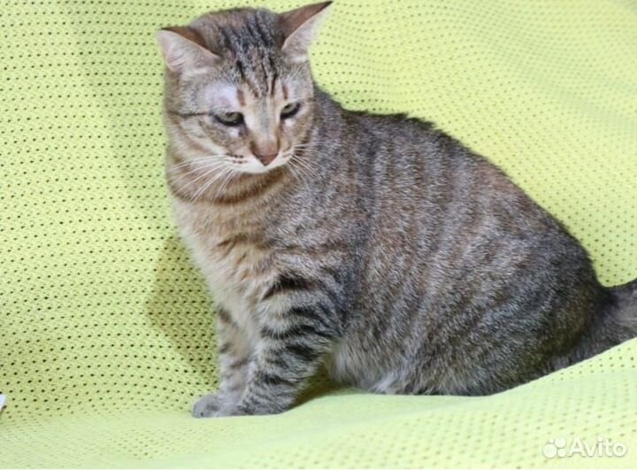 Кошки в добрые руки