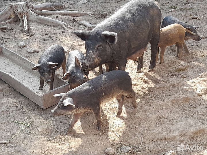 Венгерская мангалица