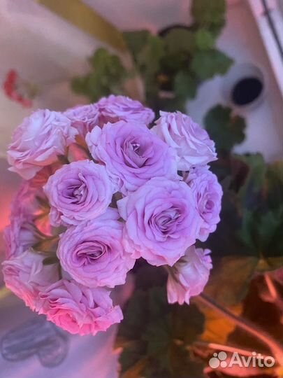 Крассула мани мейкер вар мерлизон 2 династия даджи