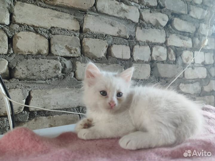 Пушистые комочки ищут друга