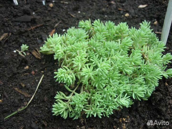 Очиток седум испанский