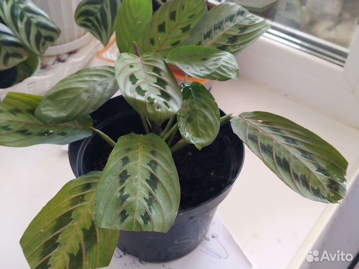 Комнатные растения