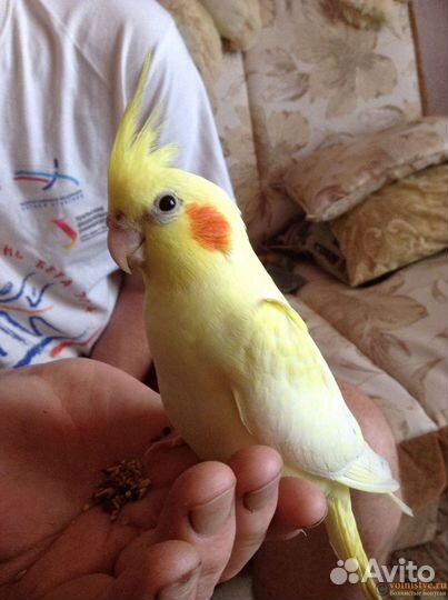 Попугай корелла с клеткой