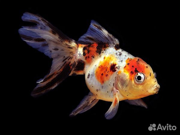 Золотая рыбка Оранда ситцевая (Carassius auratus