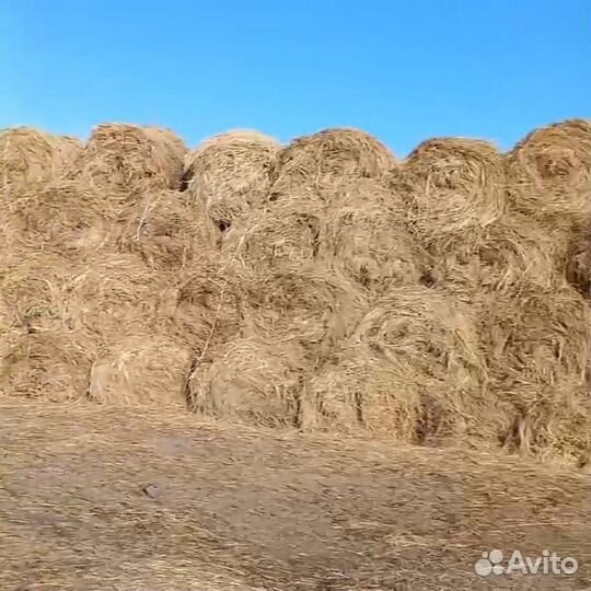 Сено солома в рулонах