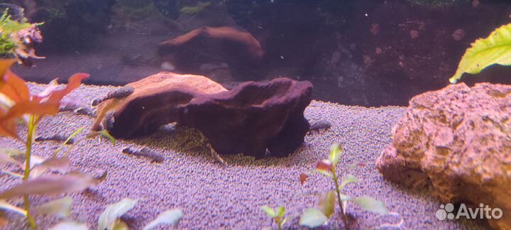 Сомики анциструсы