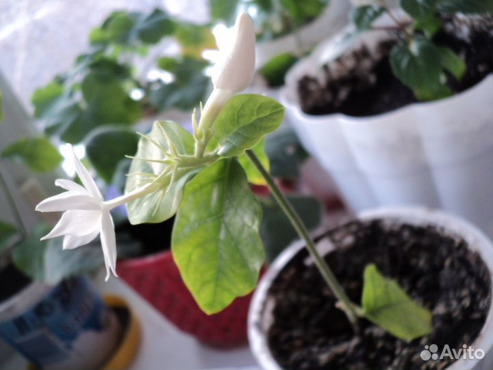 Комнатные цветы Лантана от моли