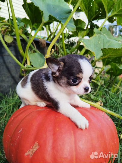 Чихуахуа мальчик