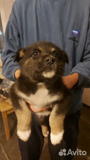 Щенки 2 месяца