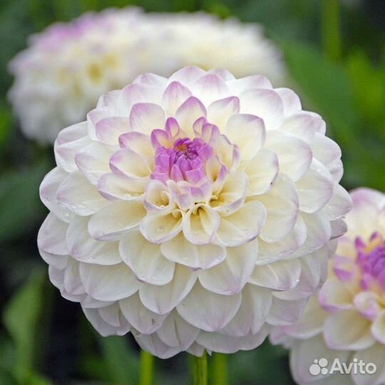 Георгины клубни сорт Эвелин