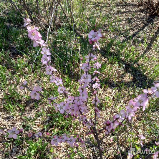 Персик Давида