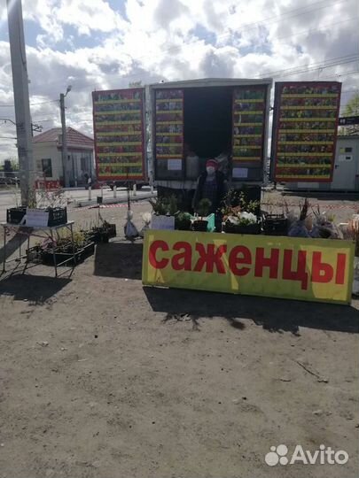 Продажа саженцев на Матвеевке