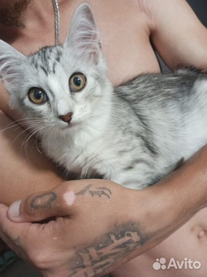 Отдам в добрые руки кошечку