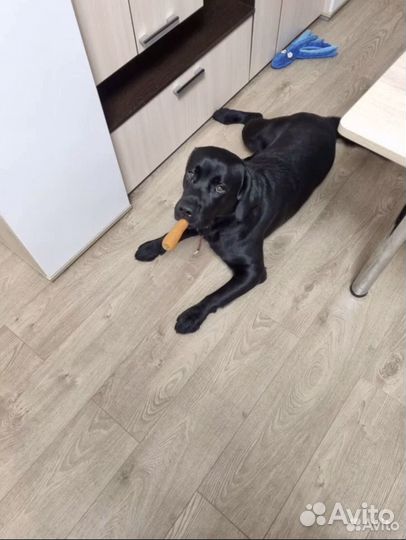 Выгульщик собак догситтер