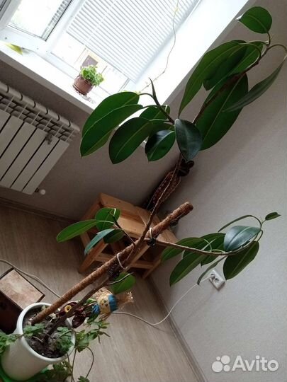 Фикус, дерево комнатное