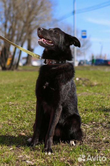 Собака из приюта бесплатно