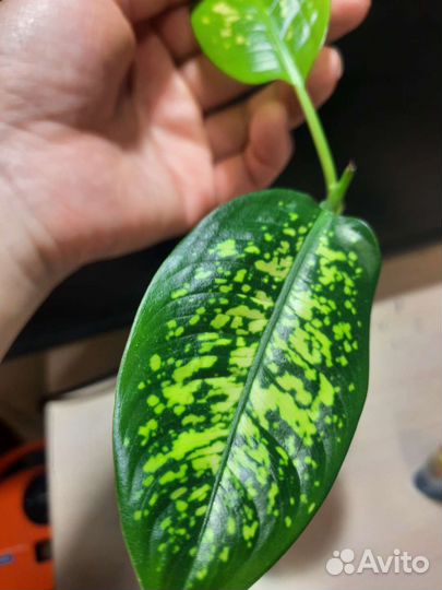 Диффенбахия и др