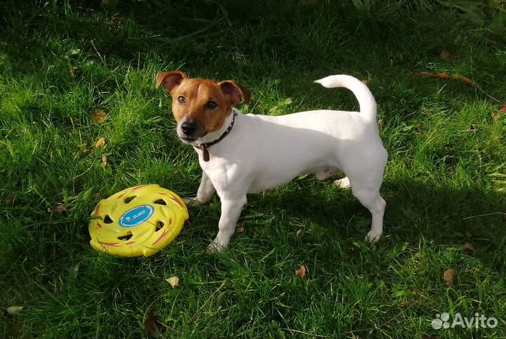 Случка собак